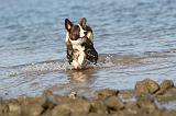 CORGI CARDIGAN 178